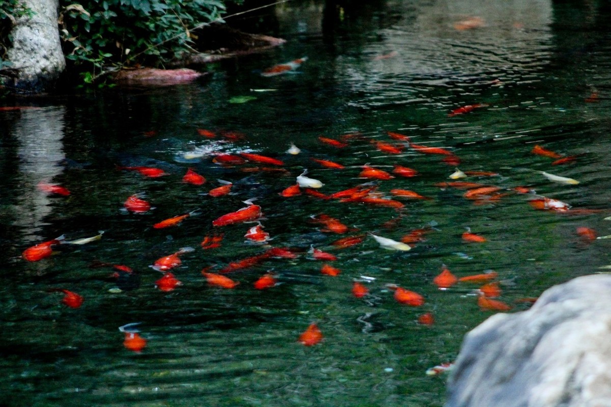 随拍——鱼水情