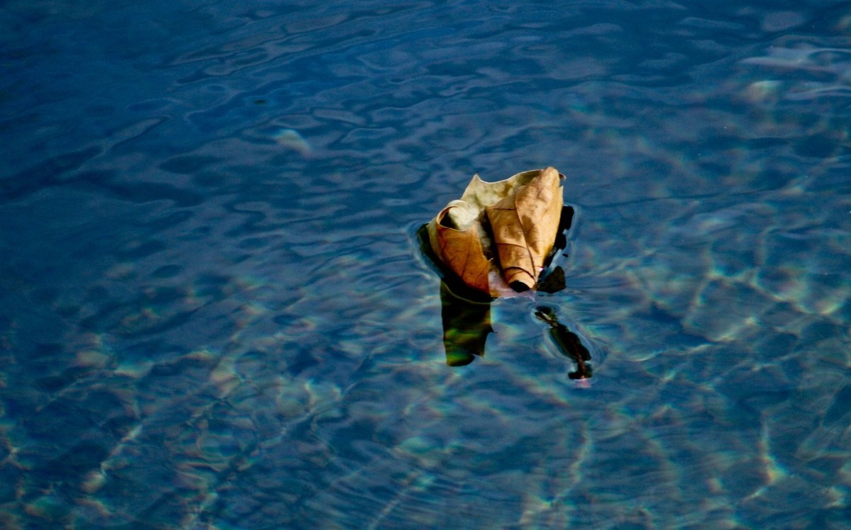 随拍——鱼水情