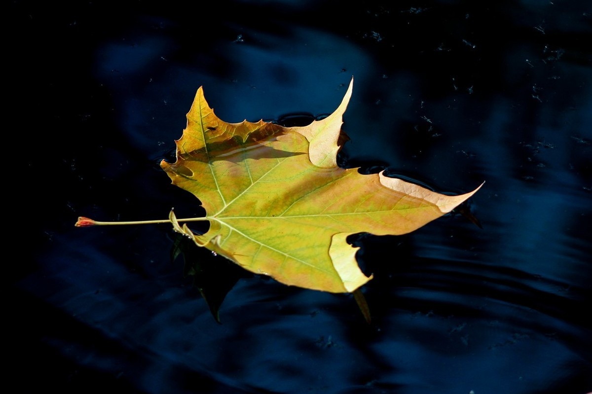 随拍——鱼水情