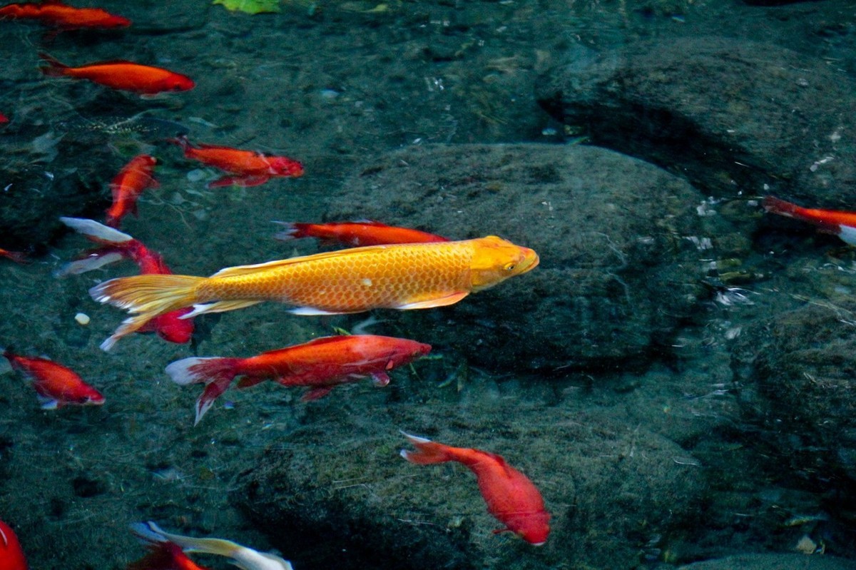 随拍——鱼水情