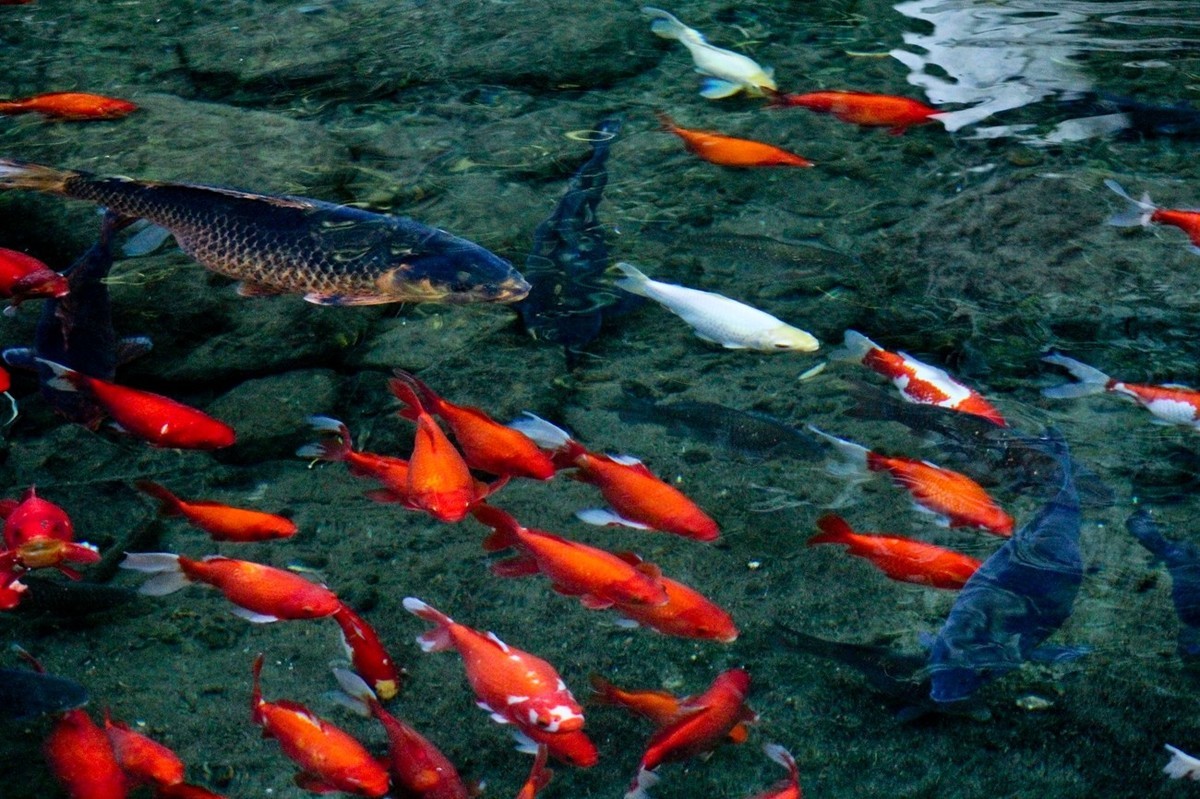 随拍——鱼水情