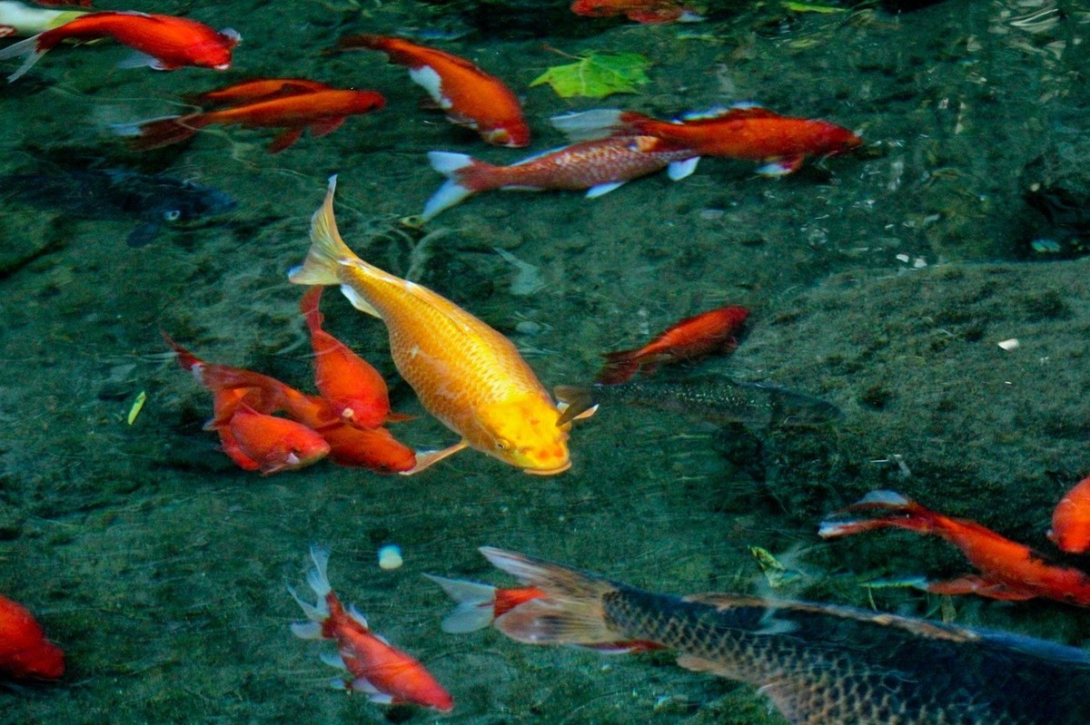 随拍——鱼水情