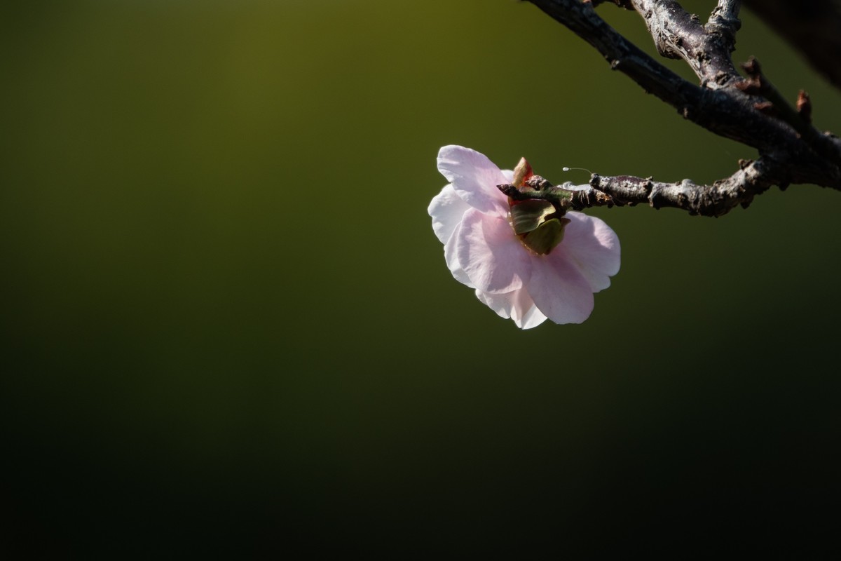 花枝招展（353）