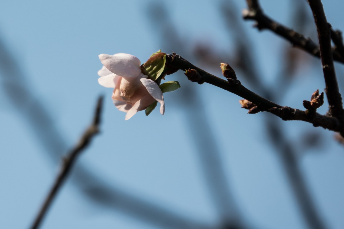 花枝招展（353）