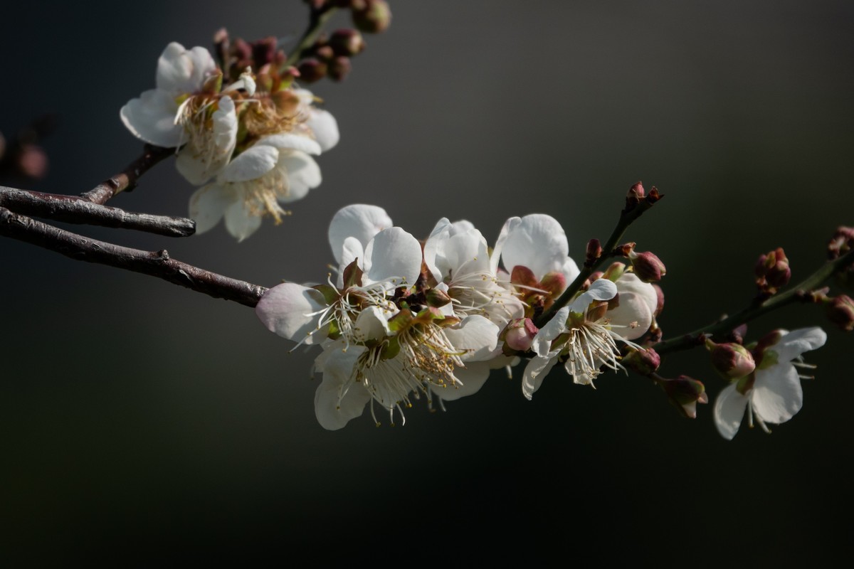 花枝招展（353）