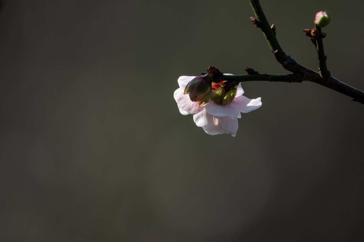 花枝招展（353）