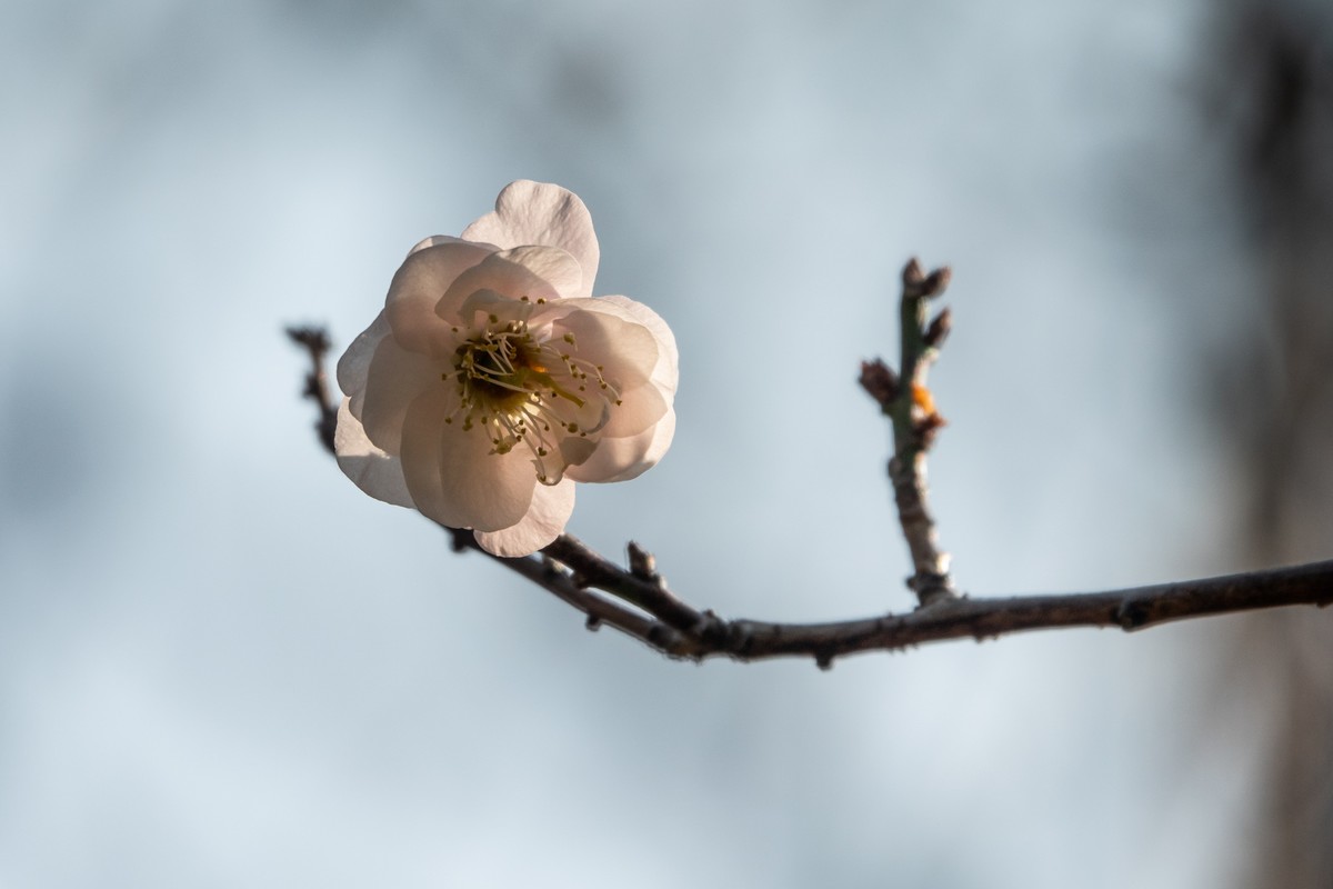 花枝招展（353）