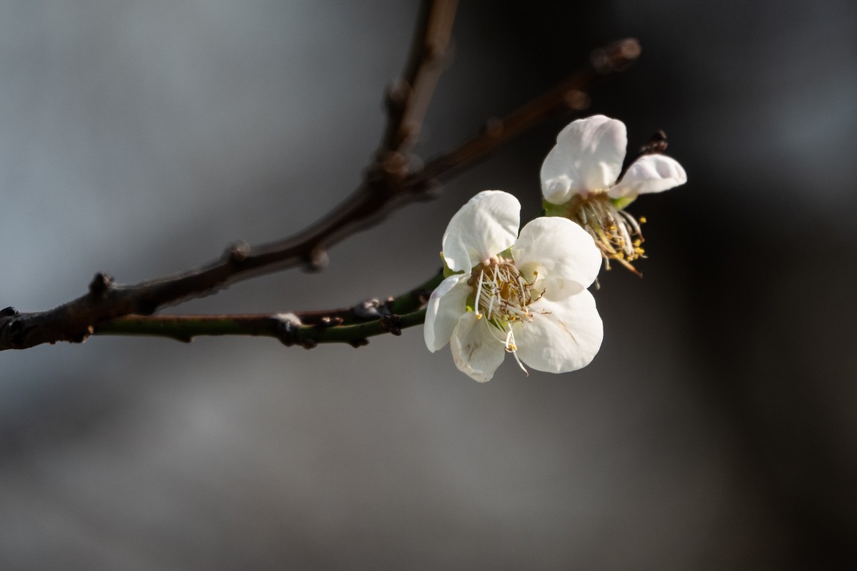 花枝招展（353）