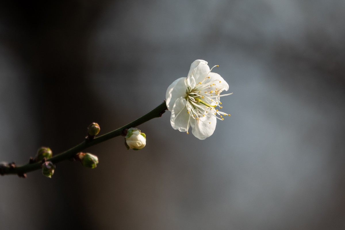 花枝招展（353）