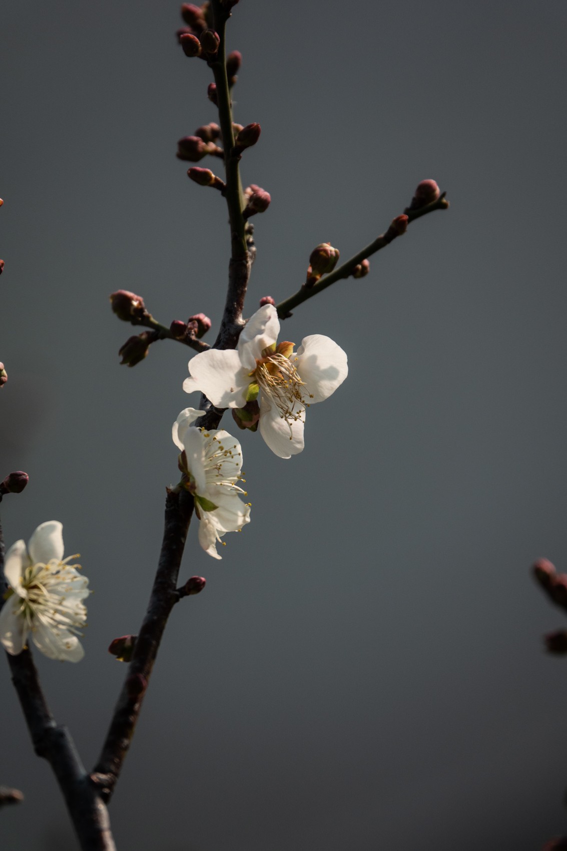 花枝招展（353）