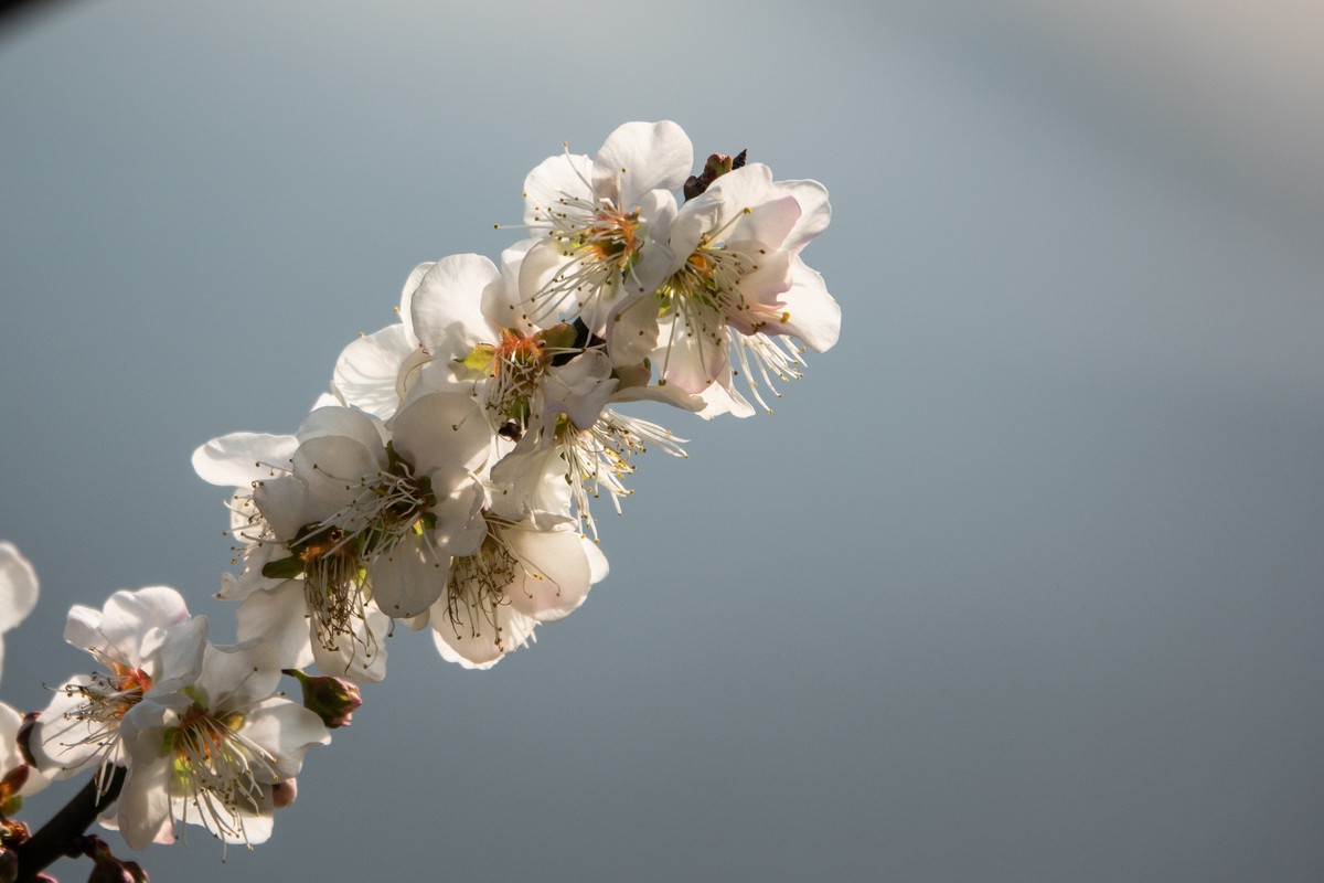 花枝招展（353）