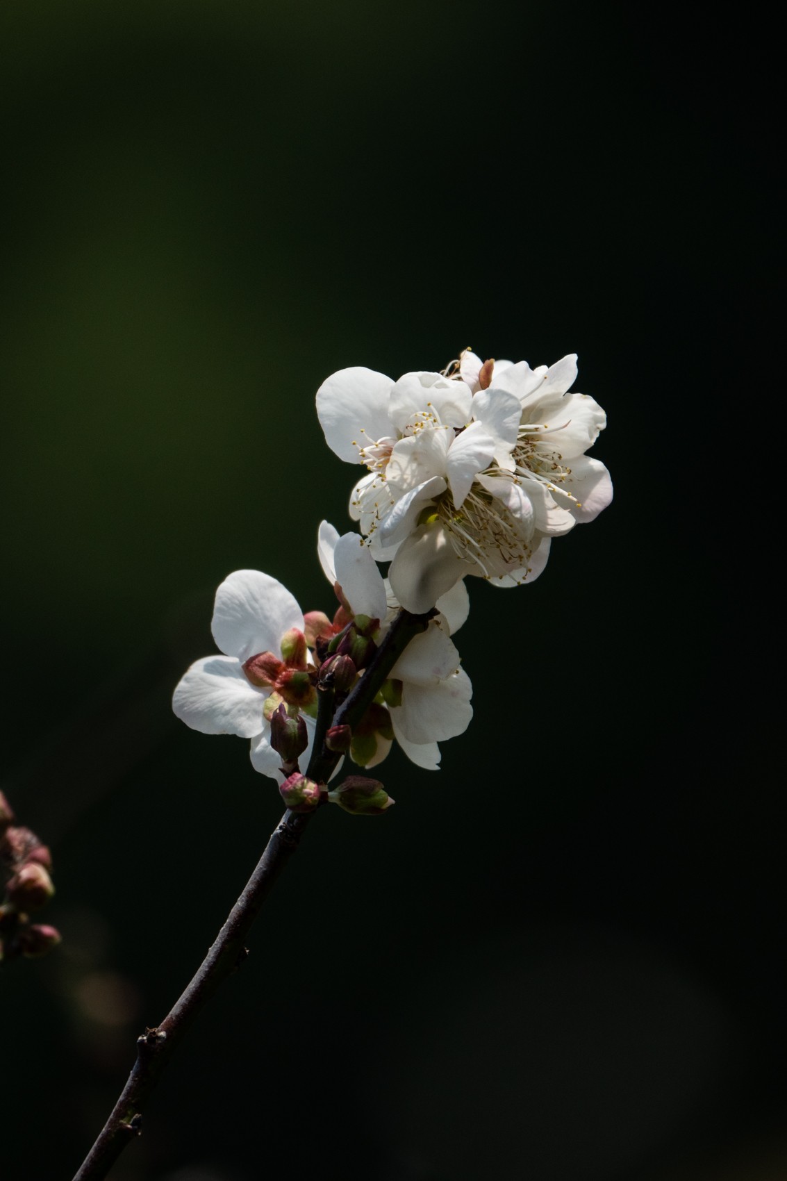 花枝招展（353）