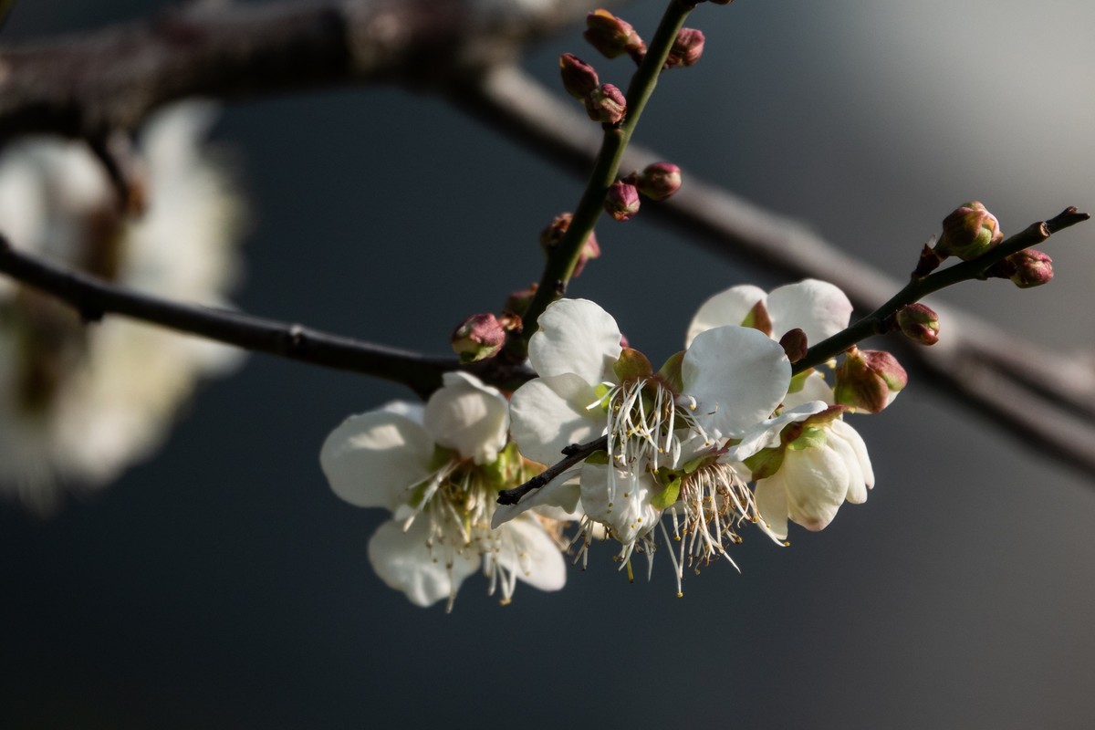 花枝招展（353）
