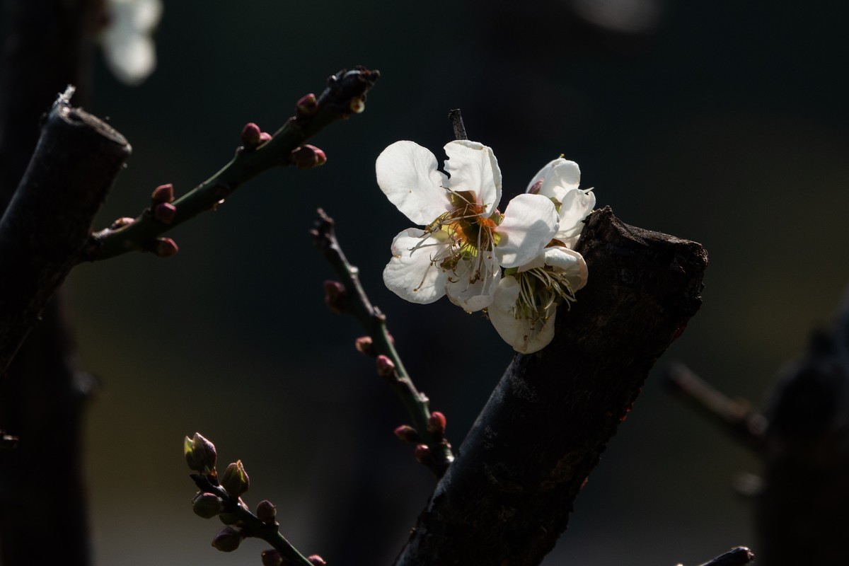 花枝招展（353）