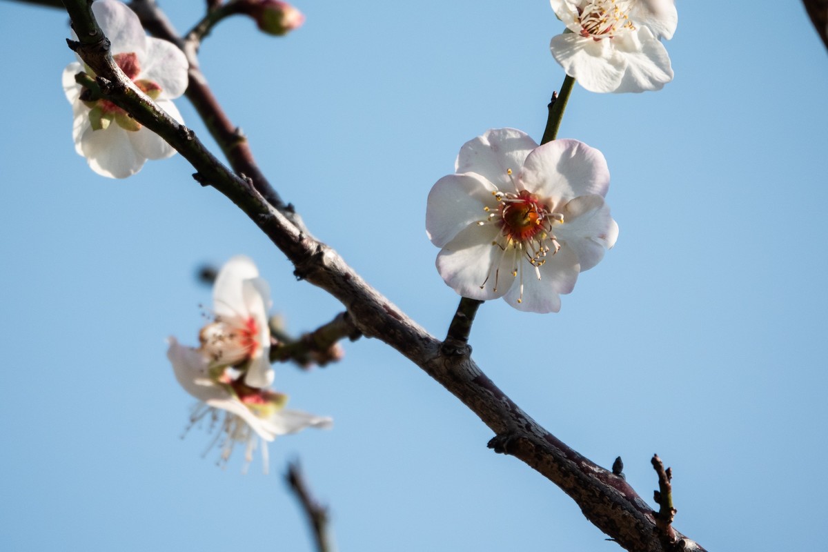 花枝招展（353）