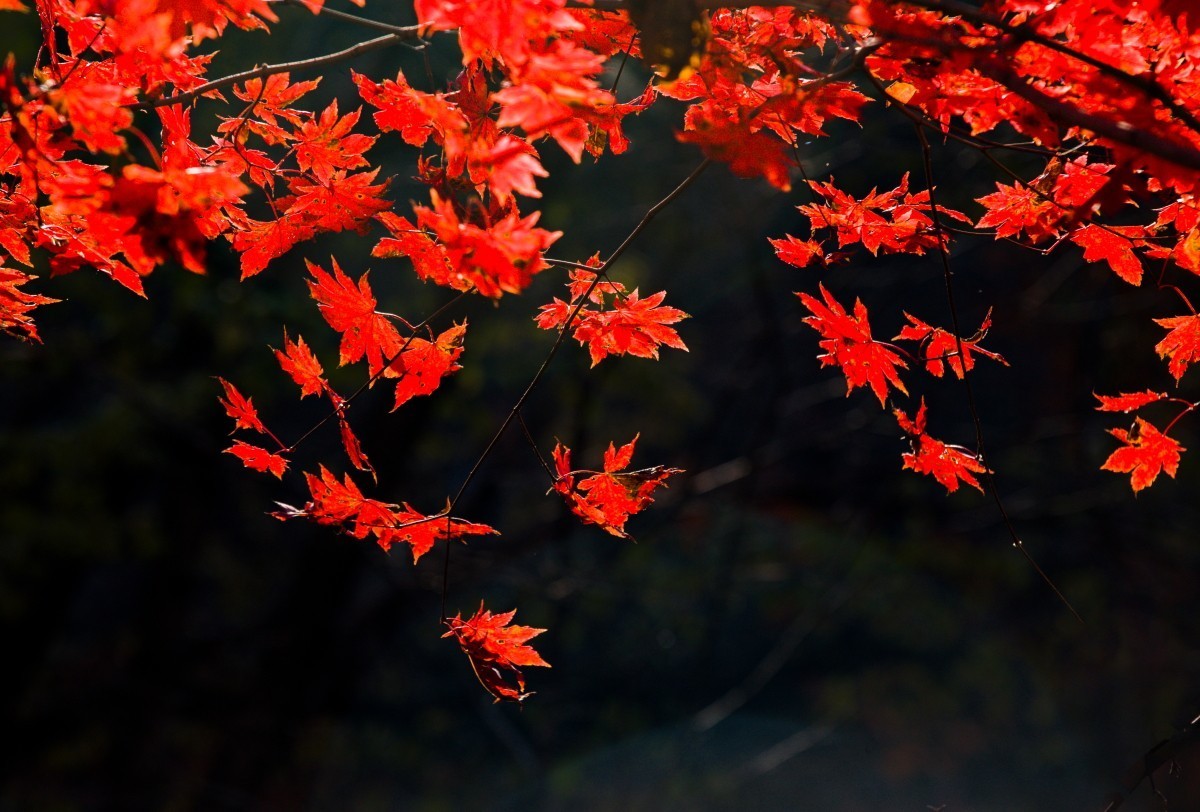 外出随拍（续300）.