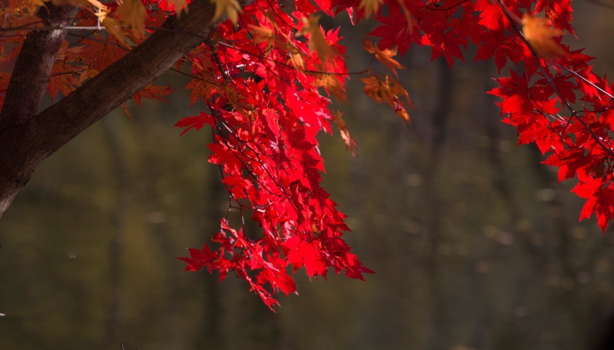 外出随拍（续300）.