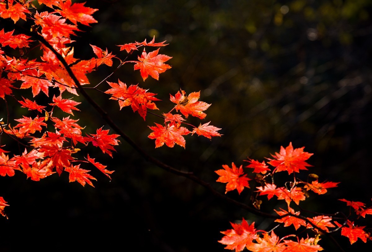 外出随拍（续300）.