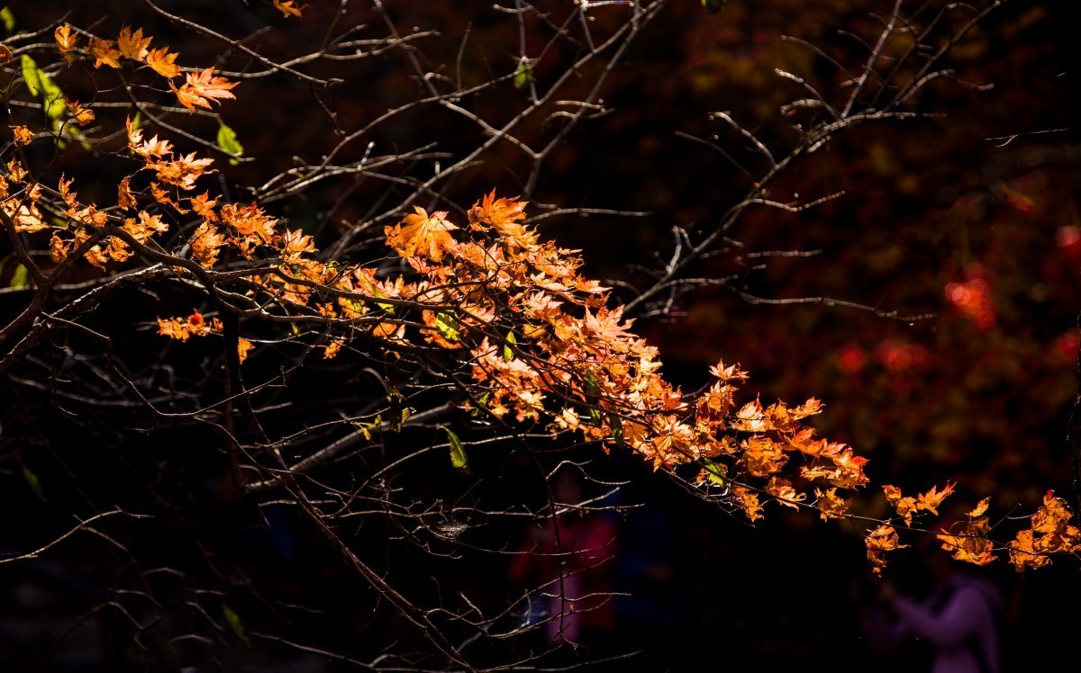 外出随拍（续300）.