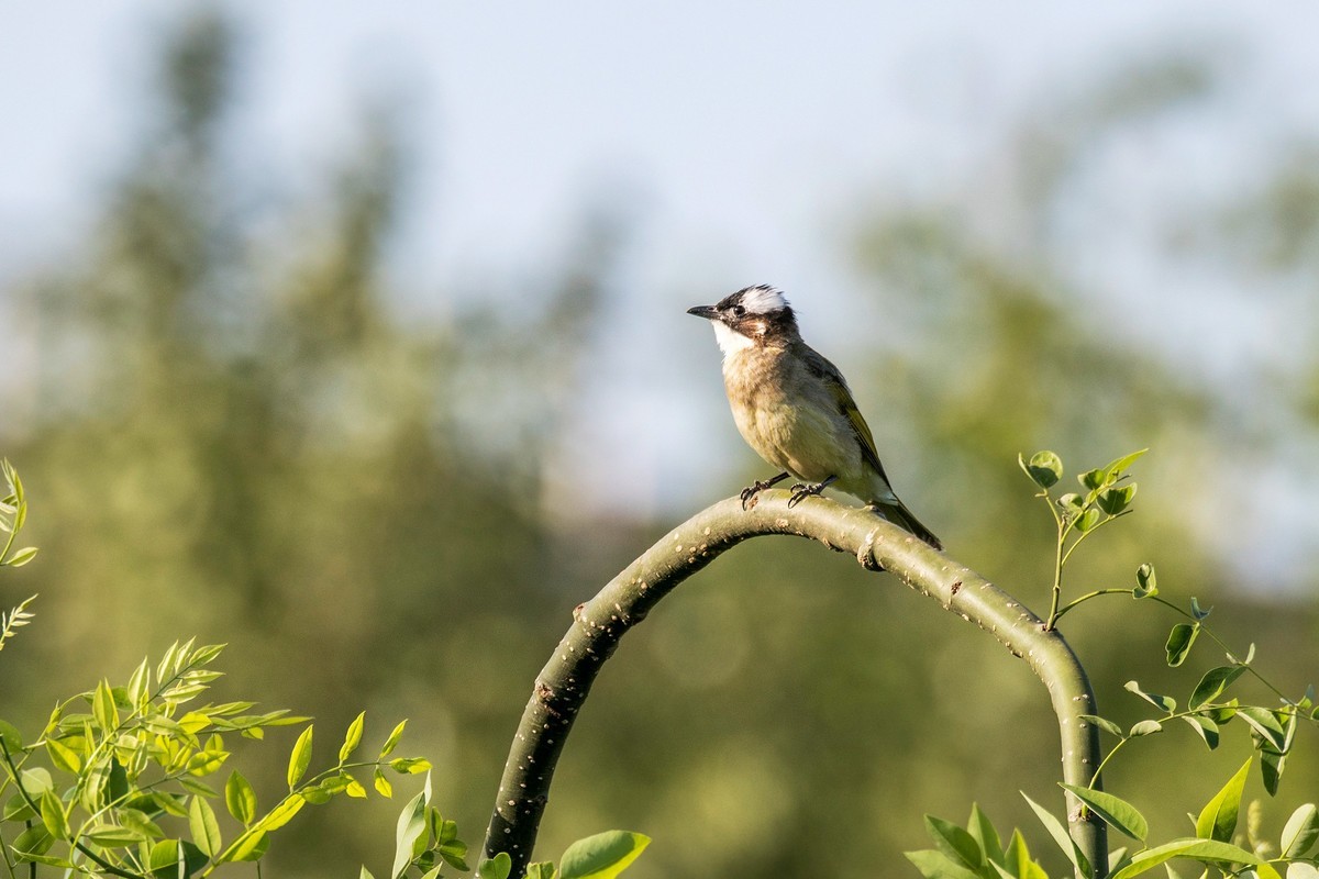 白头鹎（二十）