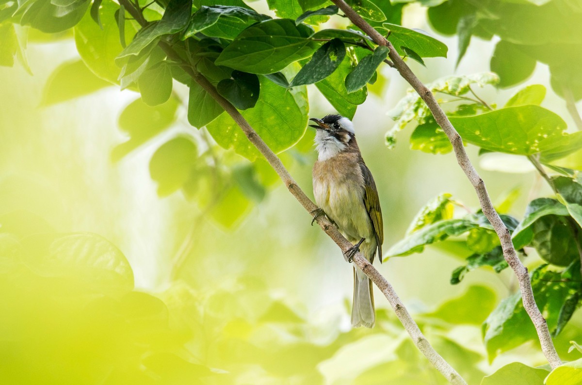 白头鹎（二十）