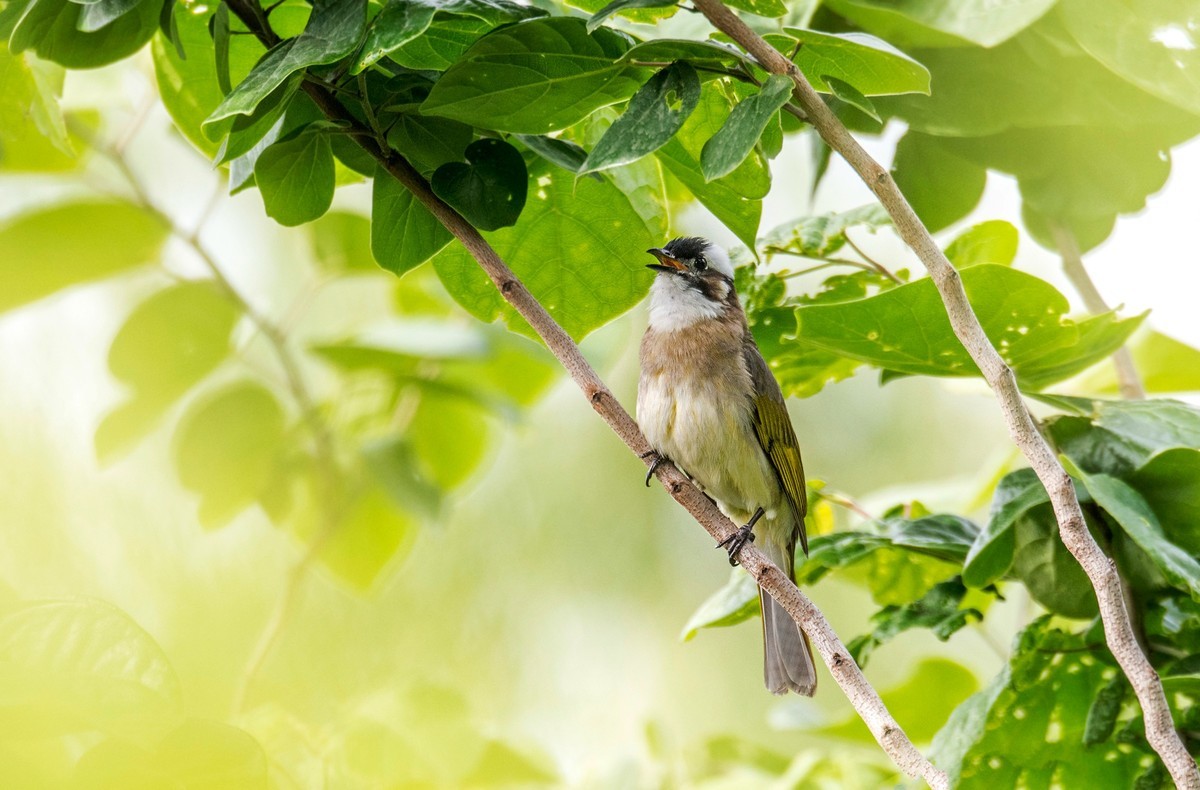 白头鹎（二十）