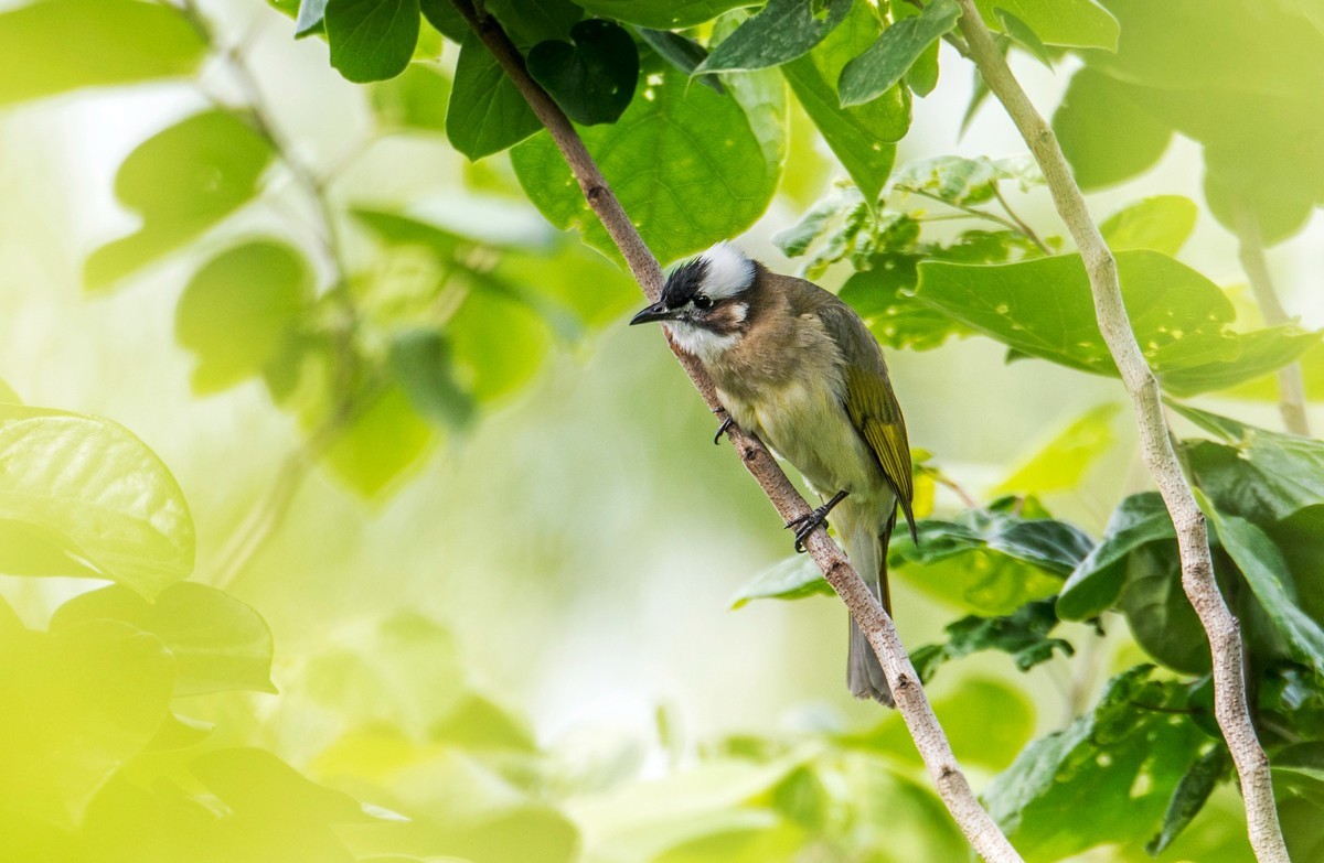 白头鹎（二十）