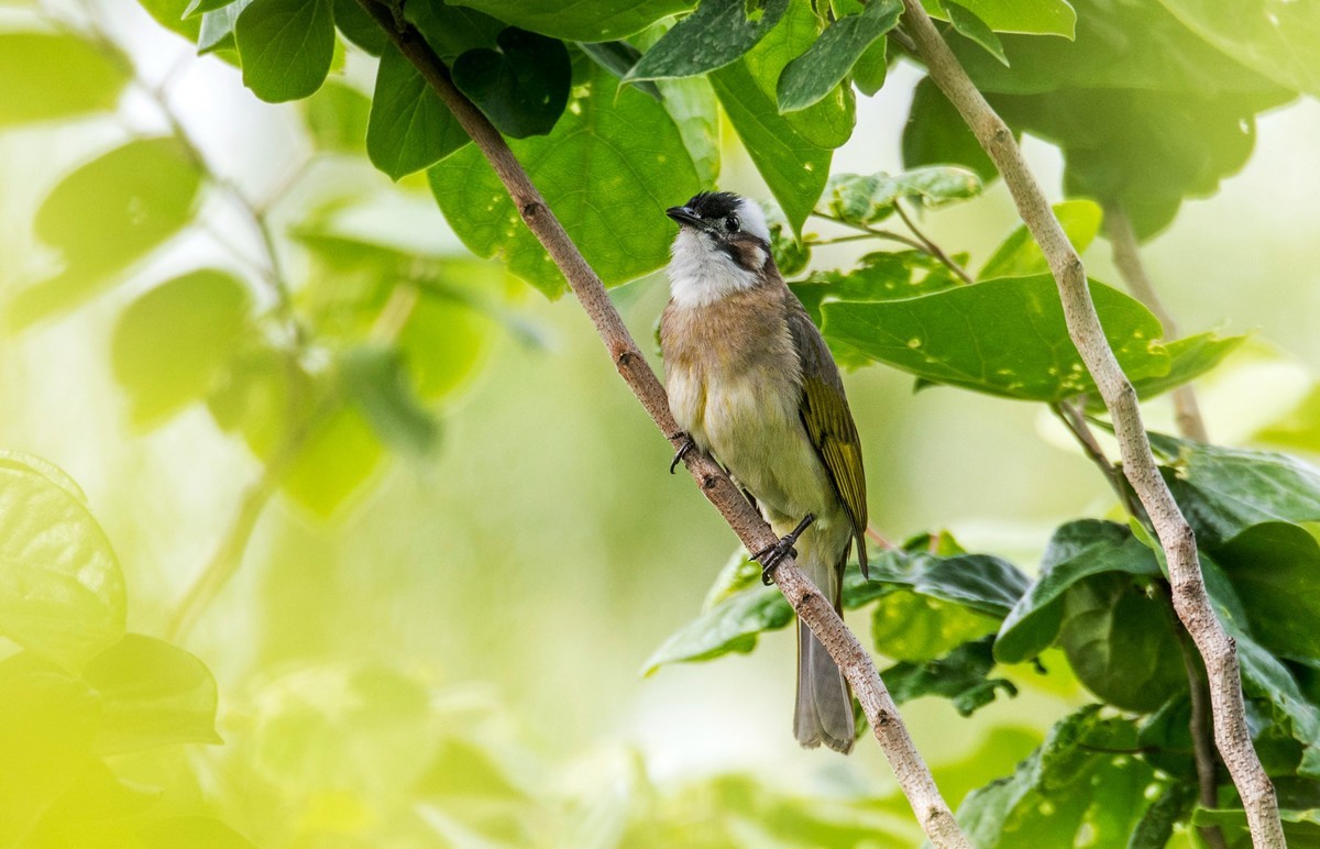白头鹎（二十）