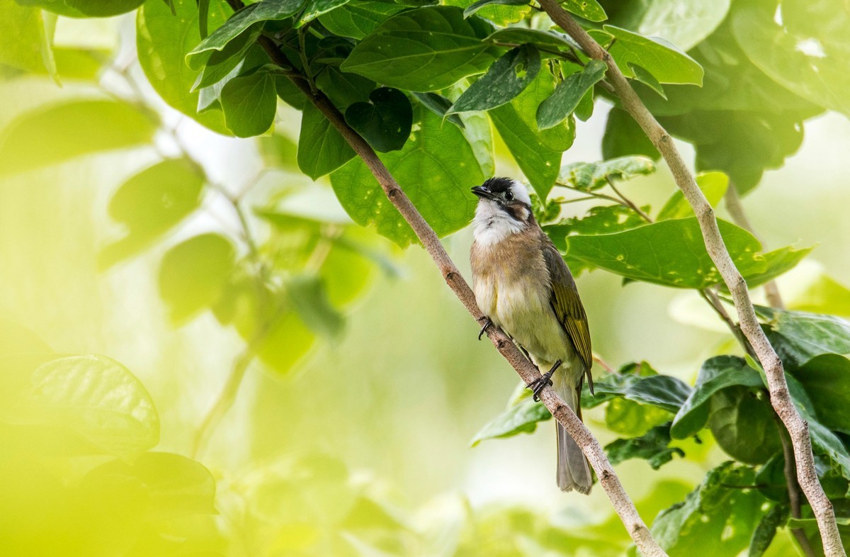 白头鹎（二十）