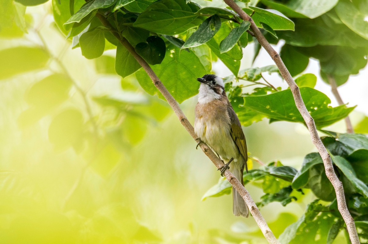 白头鹎（二十）