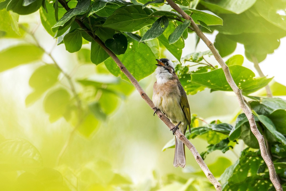 白头鹎（二十）