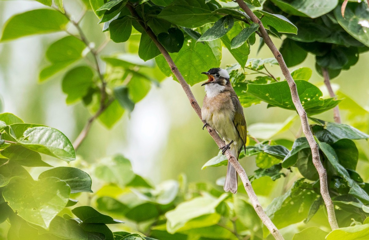 白头鹎（二十）