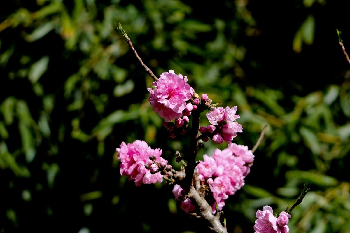 随拍——春花（三）