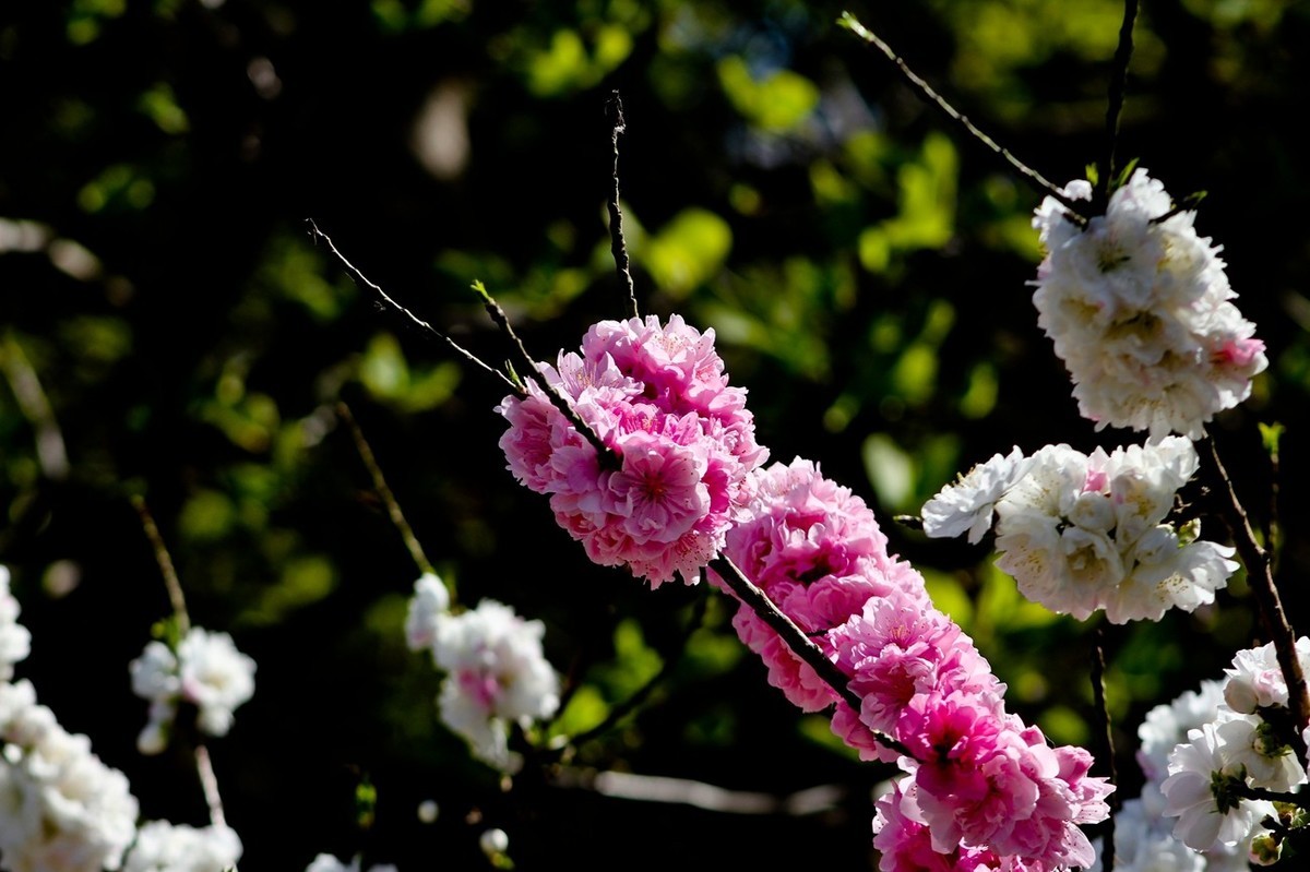 随拍——春花（三）