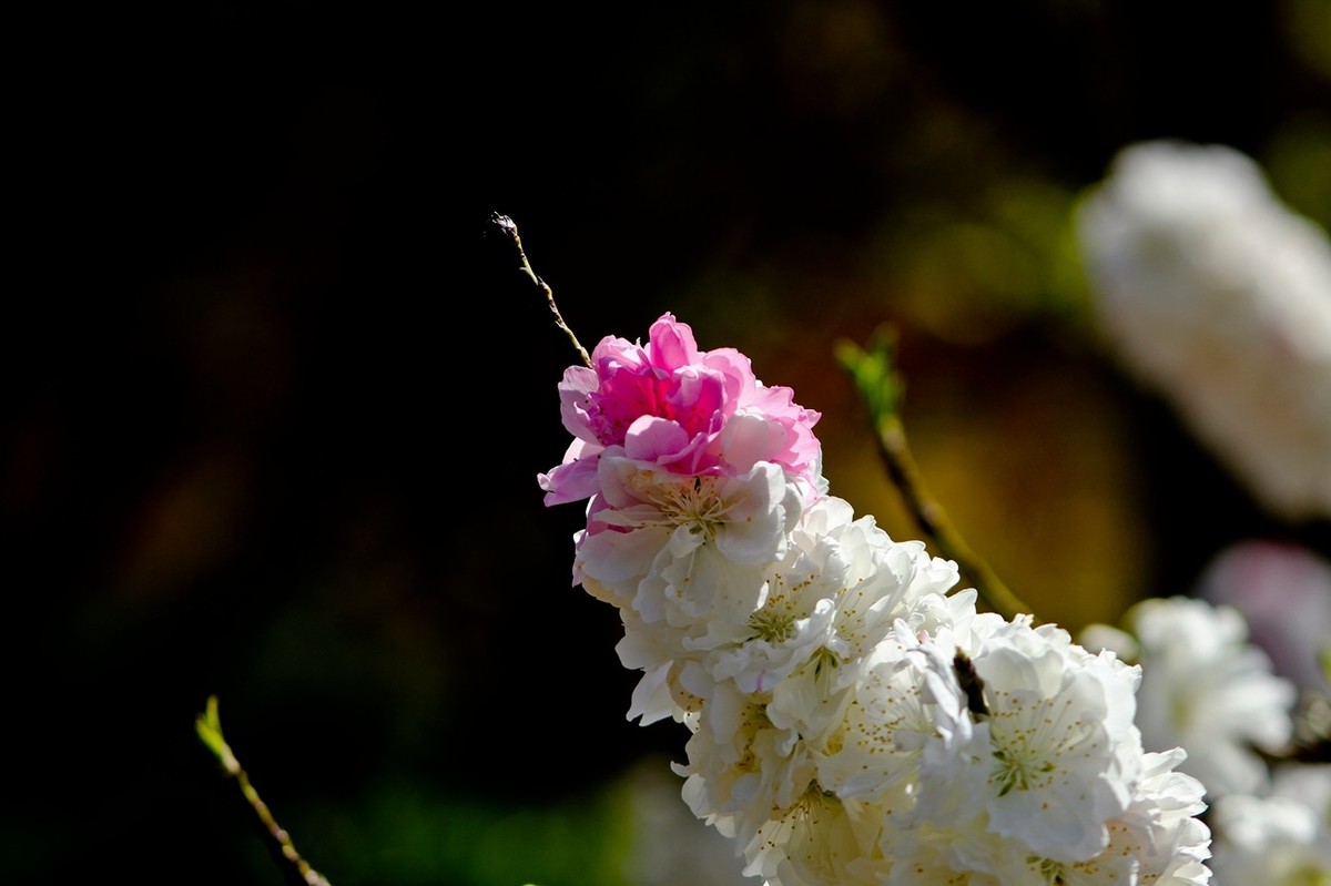 随拍——春花（三）