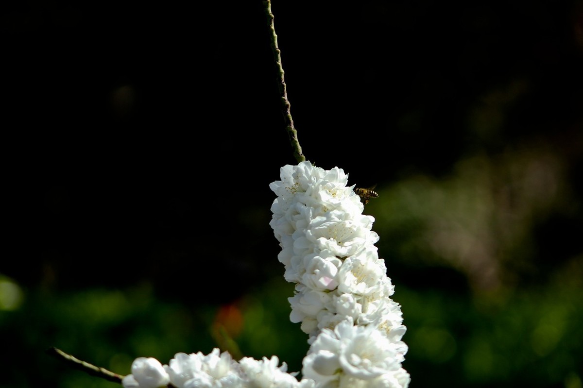 随拍——春花（三）