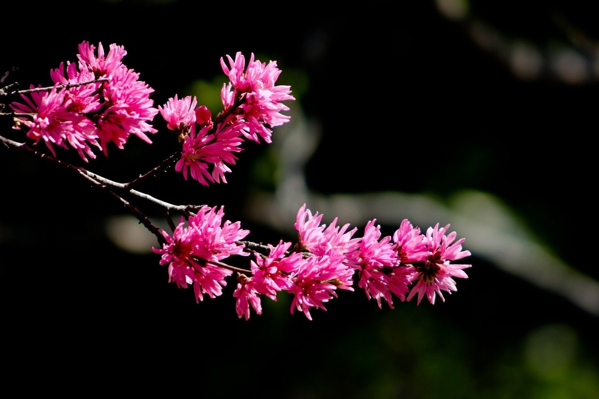 随拍——春花（三）