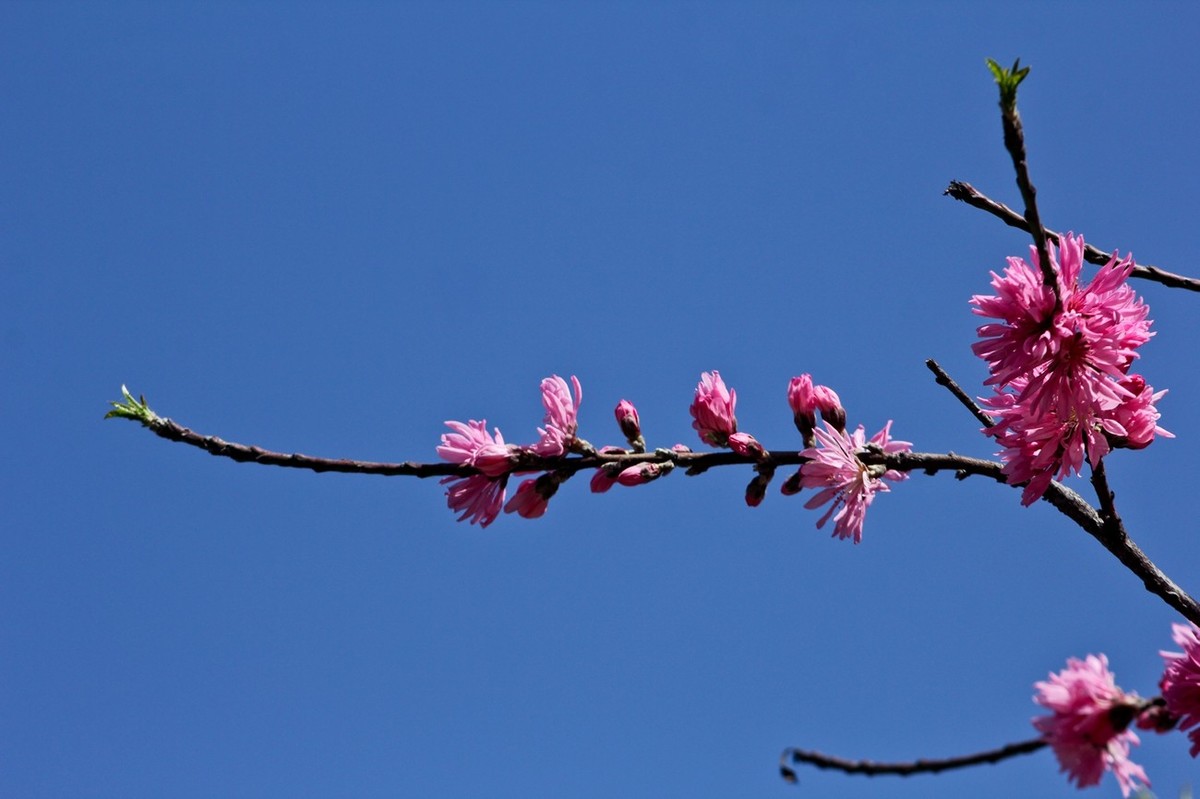 随拍——春花（三）