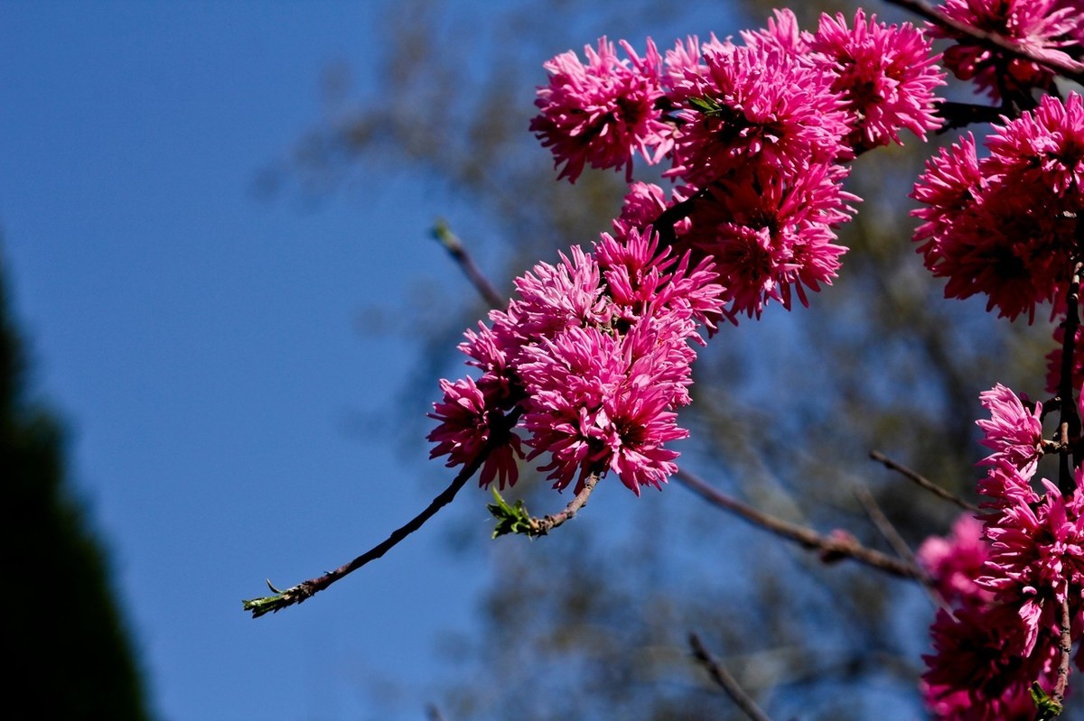 随拍——春花（三）