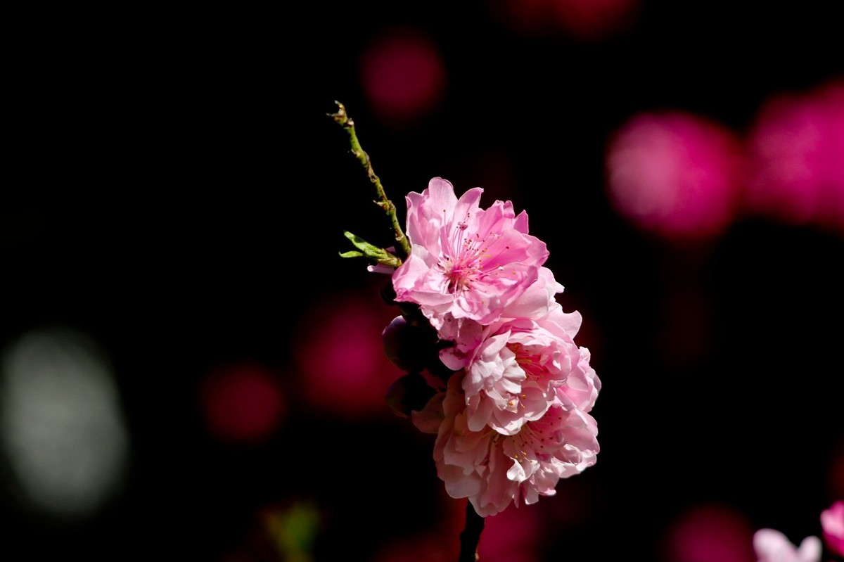 随拍——春花（三）