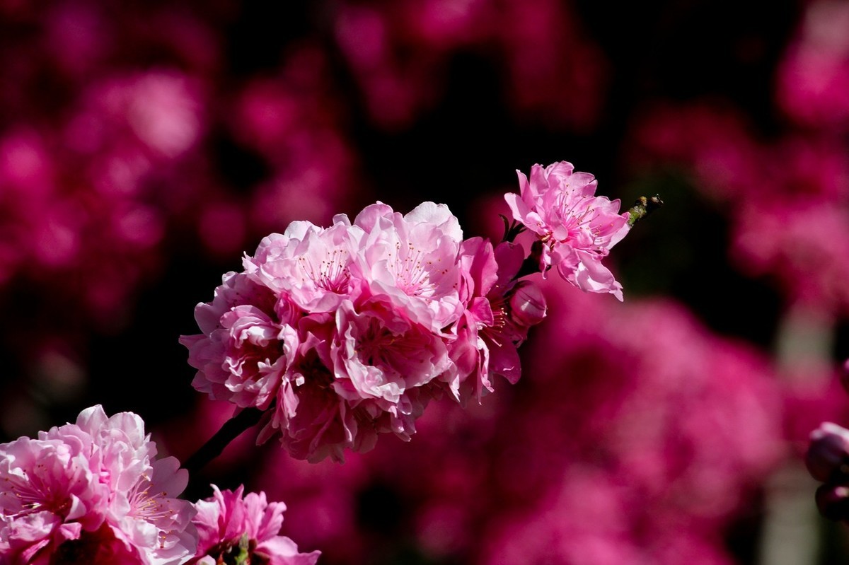 随拍——春花（三）