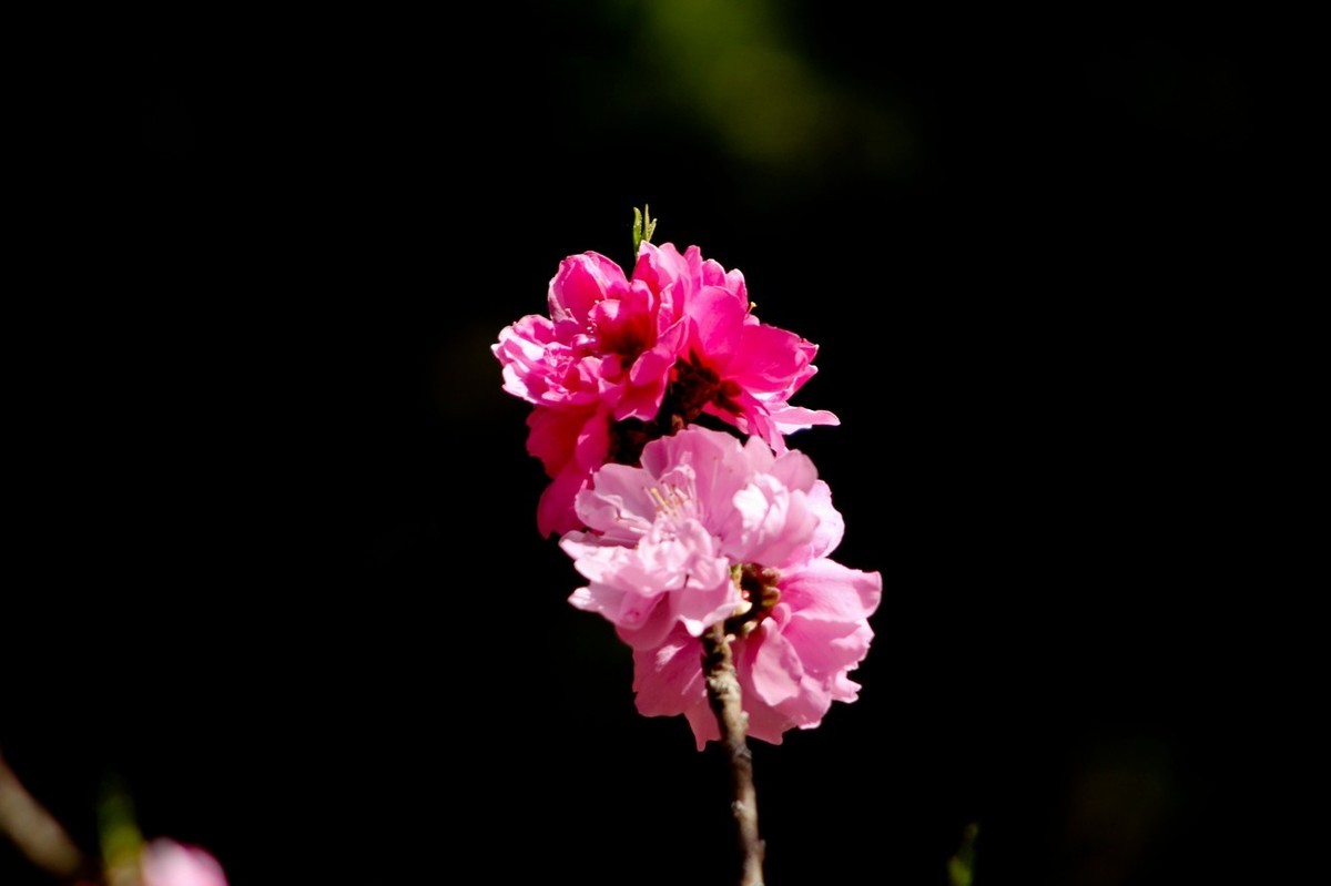 随拍——春花（三）
