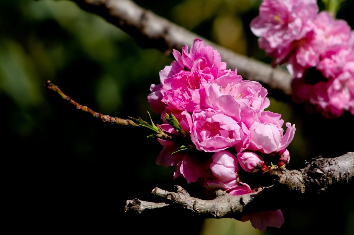 随拍——春花（三）