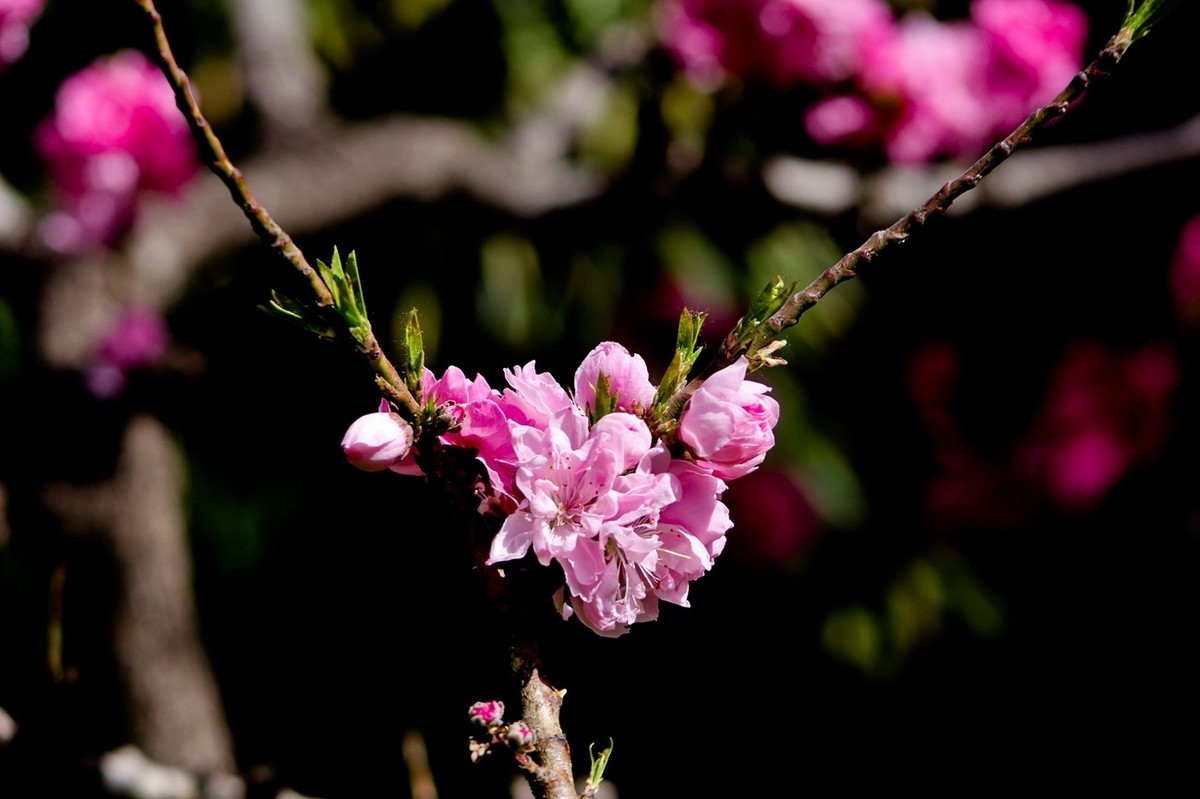 随拍——春花（三）