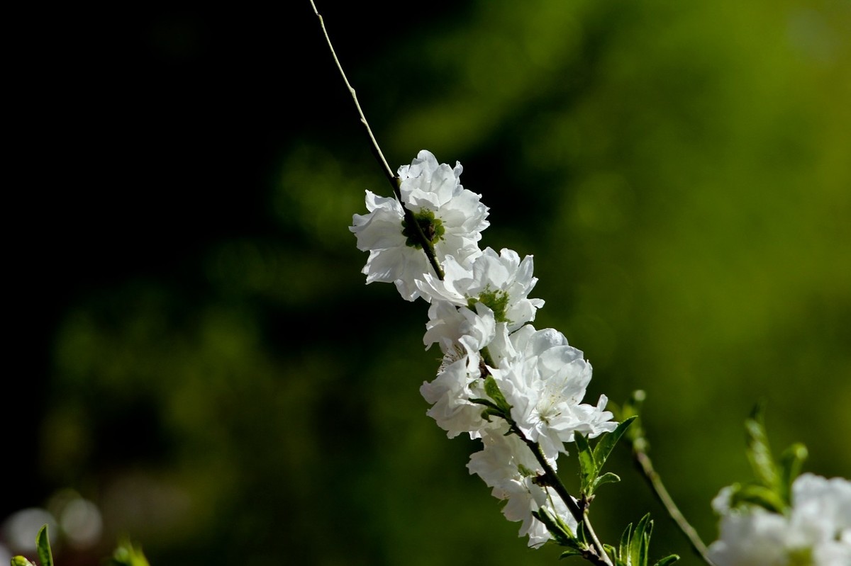 随拍——春花（三）