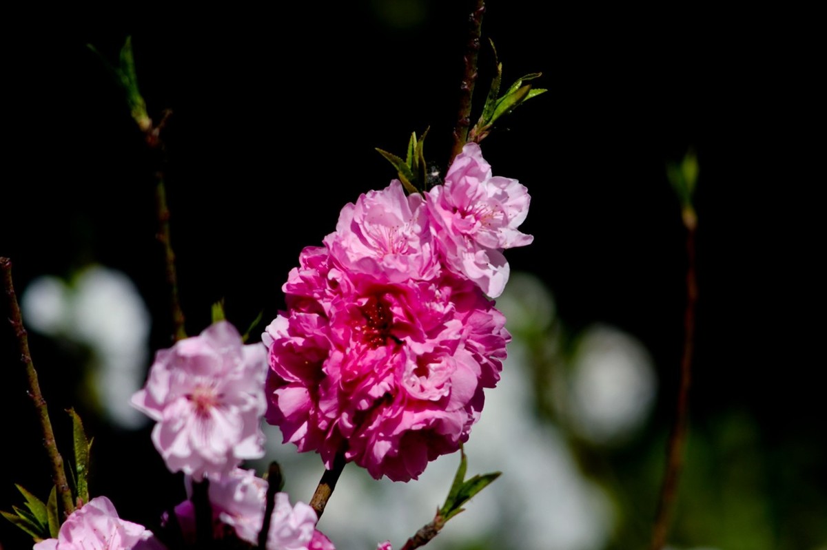 随拍——春花（三）