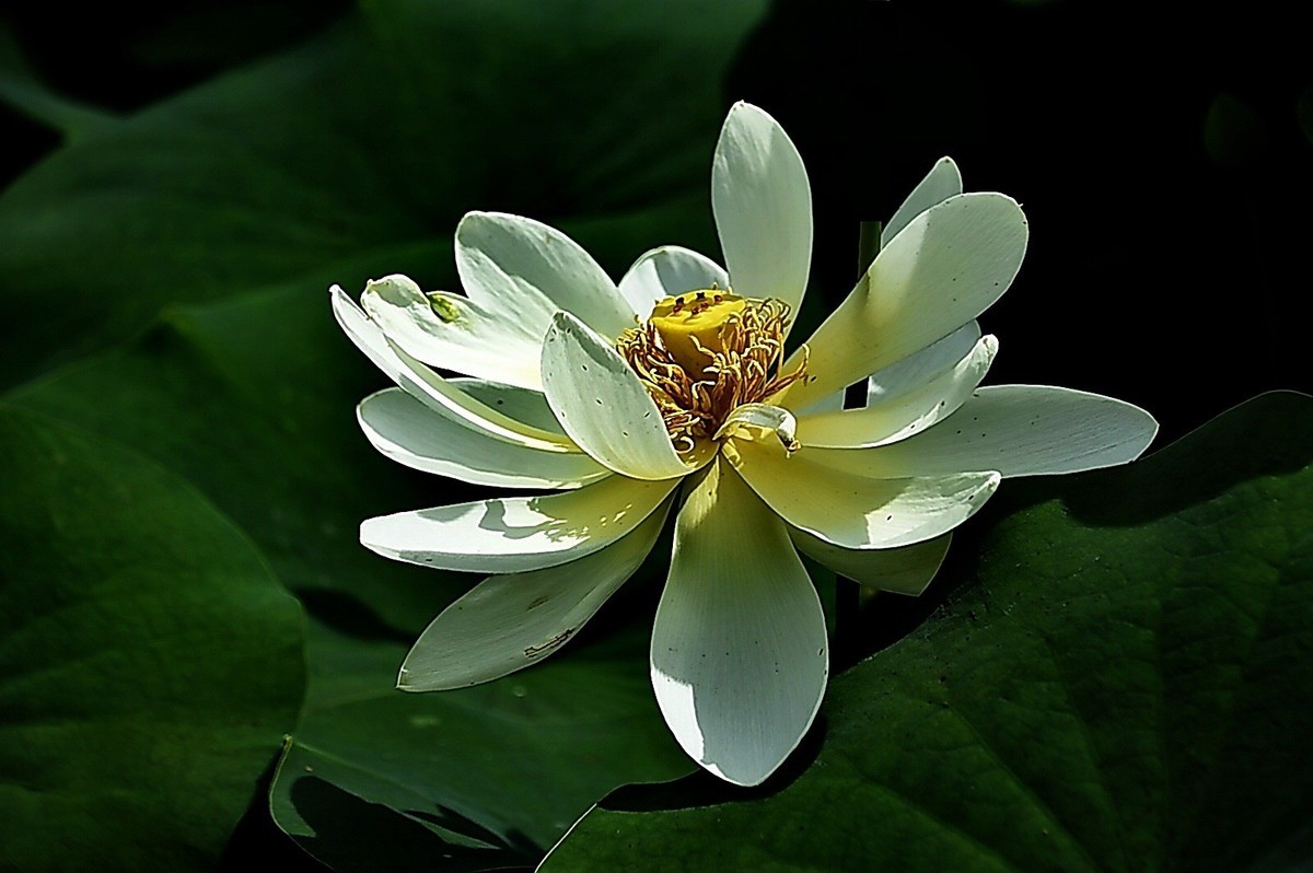 沙湖公园早期荷花