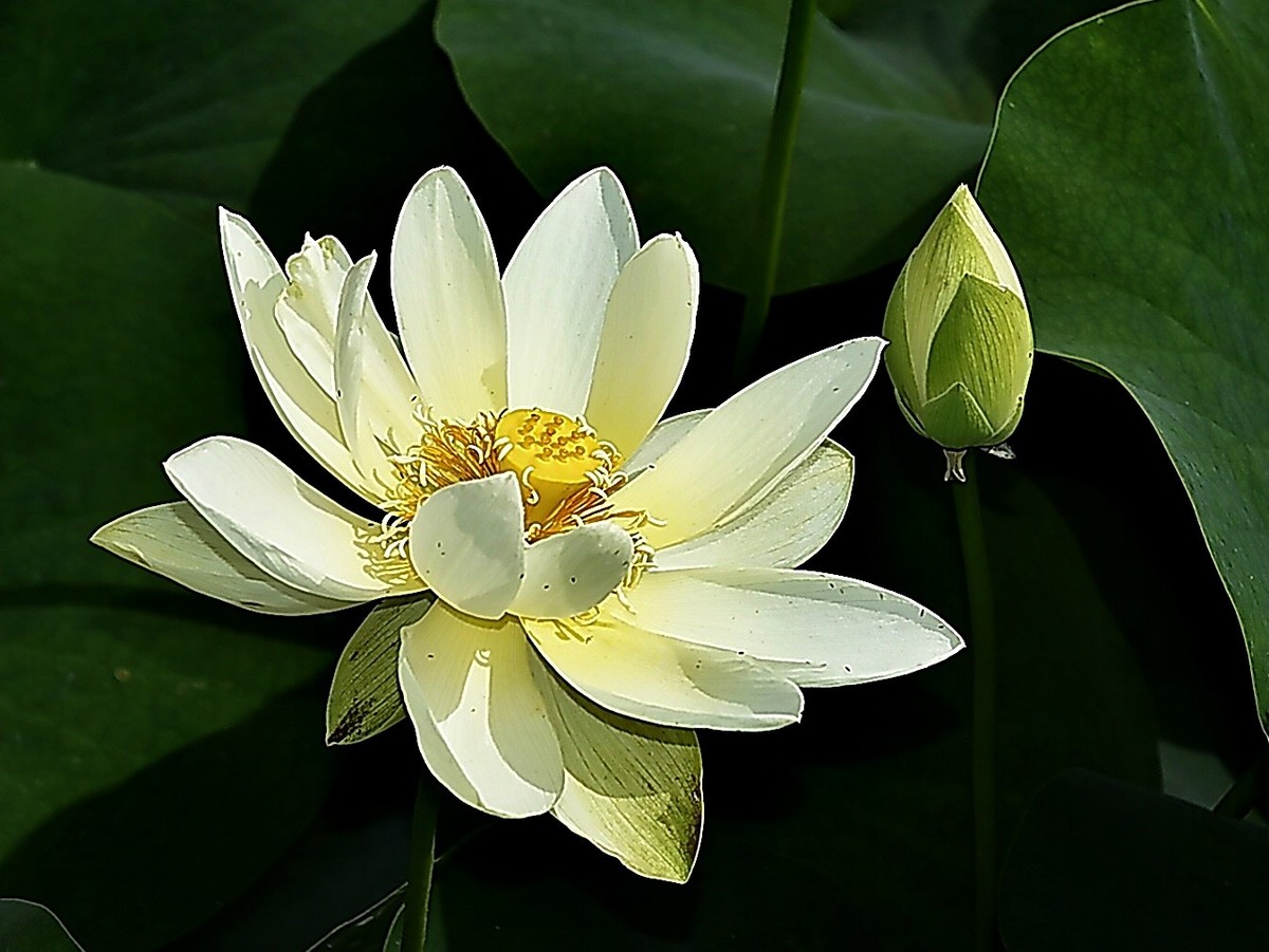 沙湖公园早期荷花