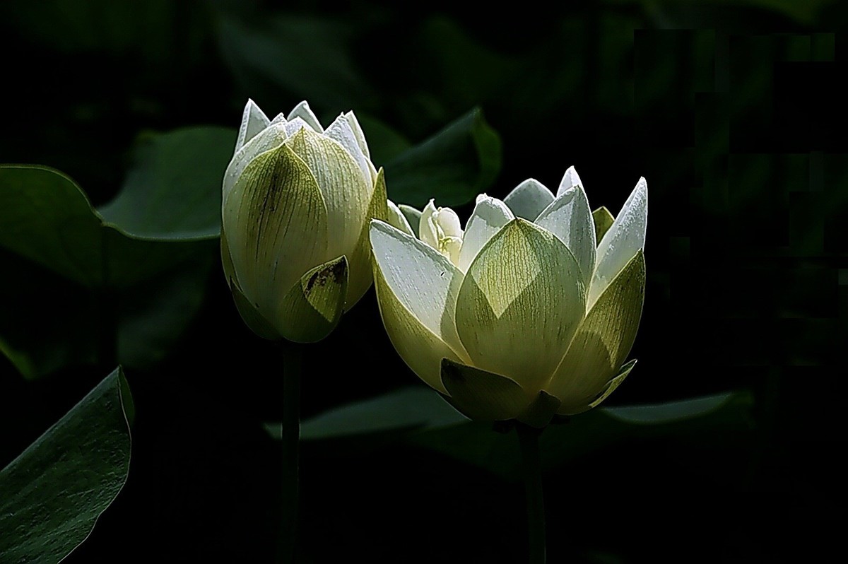 沙湖公园早期荷花