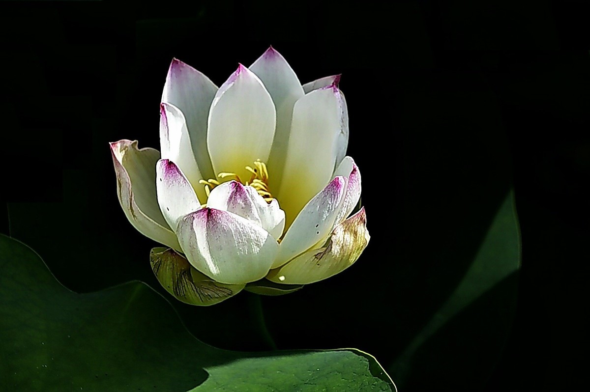 沙湖公园早期荷花